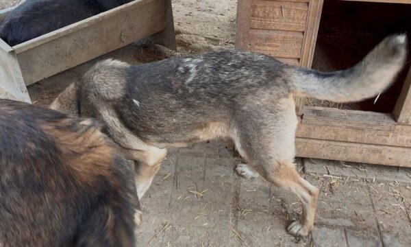 ROBBE (♂) – Bild 9