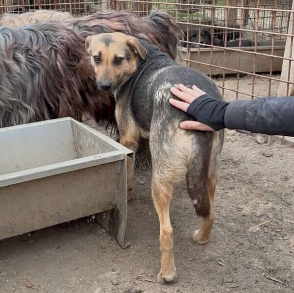 PINJA (♀) – Bild 6