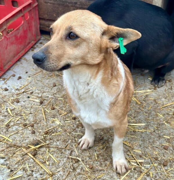 ROSITA (♀) - ausgereist zu Vierbeiner in Not (AL) – Bild 2