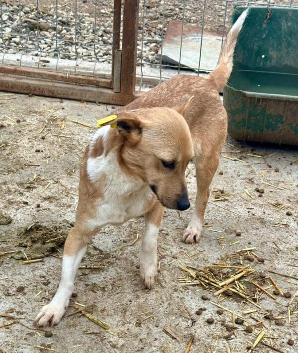 ROSITA (♀) - ausgereist zu Vierbeiner in Not (AL) – Bild 3