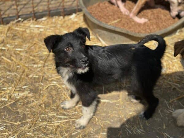 STRUPPEL (♂) - ausgereist zu Tiere in Not Odenwald e.V.  (PM) – Bild 6
