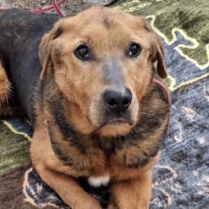 MORENO (♂) - RBB 05/25