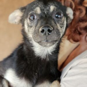 FINLEY (♂) - ausgereist zum TH Tuttlingen (AL)