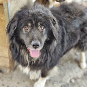 ORIK (♂) - vermittelt MH