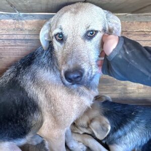 NELIO (♂) - wird unsicher, sollte dringend ausreisen