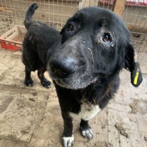 CANDO (♂) - NOTFALL - entzündete Augen, Hautproblem, zu dünn