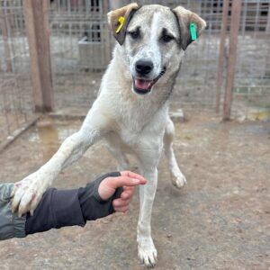 HARRIET (♀) NOTFALL - viel zu dünn, Verletzungen an den Pfoten