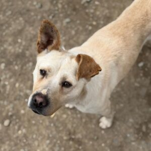 WOJOWNIK (♂) - Hinterhand war gelähmt - wurde gebissen (04/26)