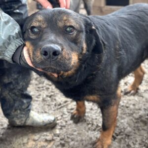 MOZART (♂) - Notfall - vermutlich blind