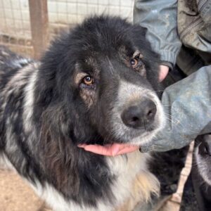 MATZ (♂) - entzündetes Auge