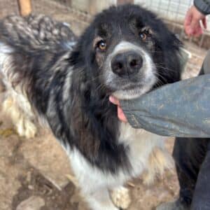 MATZ (♂) - entzündetes Auge