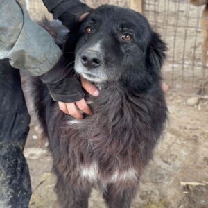 LONDON (♂) - Notfall - stark verfilzt - Umfangsvermehrung am Kopf