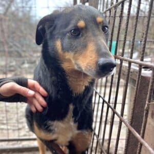DOOGIE (♂) - seit 2022 im Shelter
