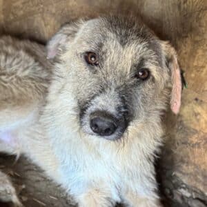 JON (♂) - NOTFALL - starke Hautprobleme (11/25)