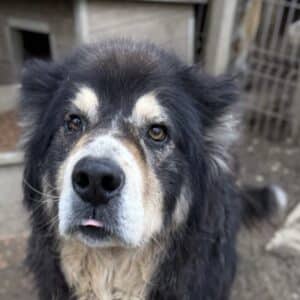 HINNI (♂) - seit 2022 im Shelter