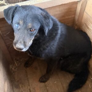 CÄSARIO (♂) - mehrere Bisswunden, rechtes Auge blind