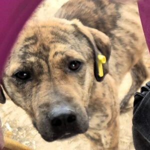 BJÖRN (♂) - Notfall viel zu dünn - ausgereist zur Tierhilfe Lebenswert DR 02.05.25