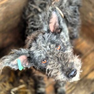 SCOTTIE (♂) - ausgereist zum TH Filderstadt (AL)