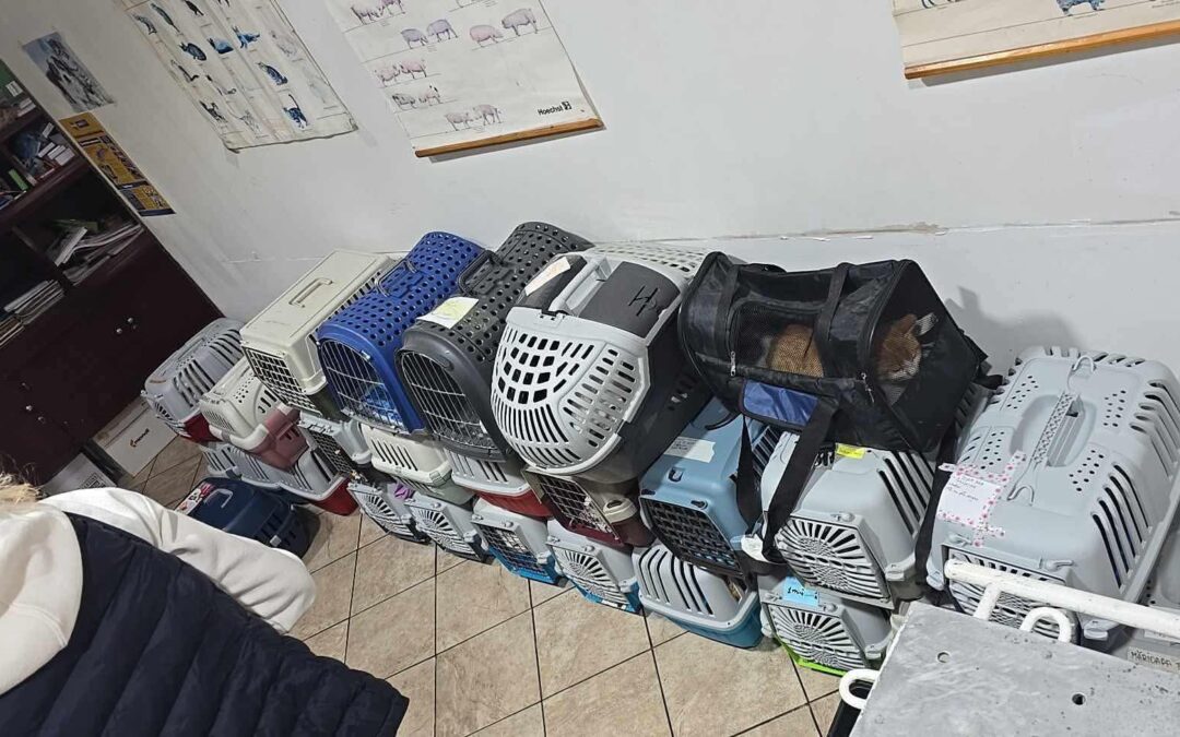 🆘 Vorerst letzte Kastra-Aktion mit 88 Tieren – Lasst uns den Spendentopf für Kastrationen wieder füllen! 🙏💚