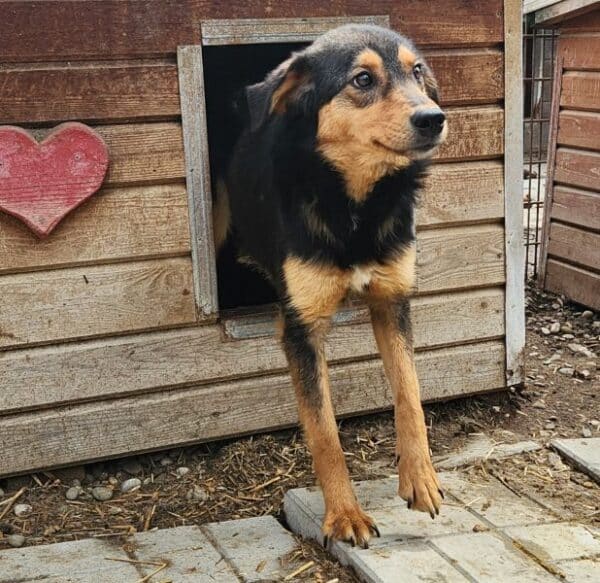 PIXEL (♀) - zu dünn - Mobbingopfer - sollte zeitnah reisen! – Bild 2