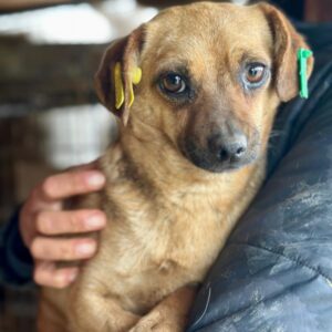 MELEK(♀) - in Rumänien vermittelt 04/25