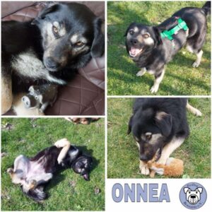 ONNEA (♀) in 04519 Rackwitz - vermittelt