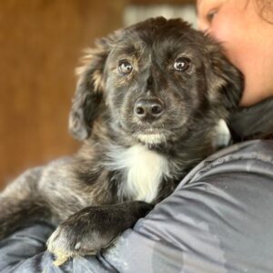 TEREZA (♀) - in Rumänien vermittelt 04/25