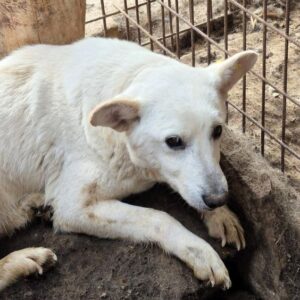 KIERRA (♀) - RBB 10/25