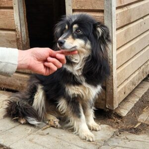 BLUE (♀) - RBB 09/25