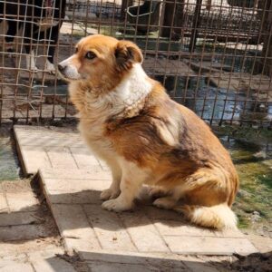 JEWEL (♀) - RBB 09/2025