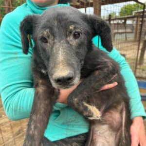 JUA (♀) - ausgereist zu Kathleen Müller (AL)