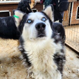 EYOLF (♂) - vermittelt MH