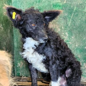 BELA (♂) - in Rumänien vermittelt 05/25