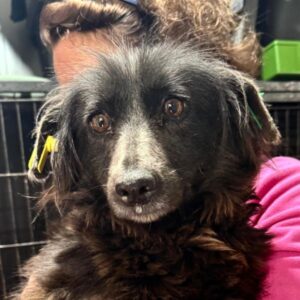 POLLY (♀) - Notfall! - völlig abgemagert - kommt nicht ans Futter - sollte zeitnah reisen! - ausgereist zur Tierhilfe Lebenswert DR 14.06.25