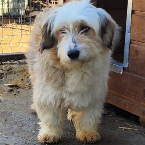 FRÄULEIN LENCHEN (♀) - ausgereist zum TST Rösrath (SAS)