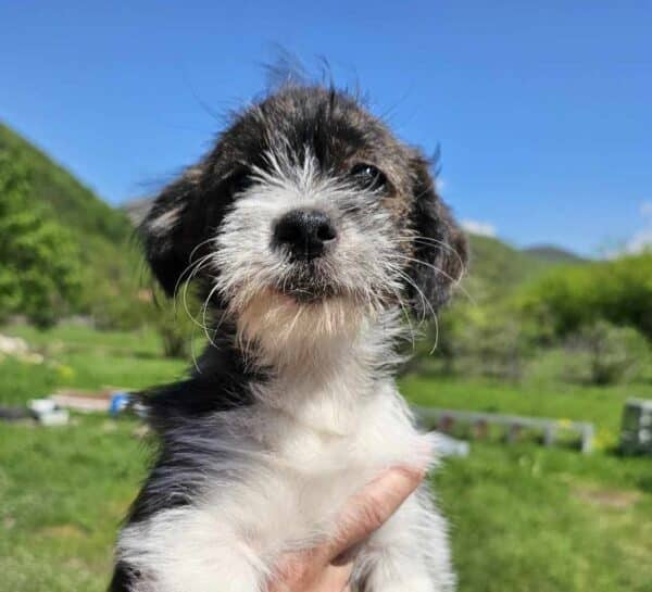 PIPPO (♂) - reserviert - MD 8.5.24 – Bild 6