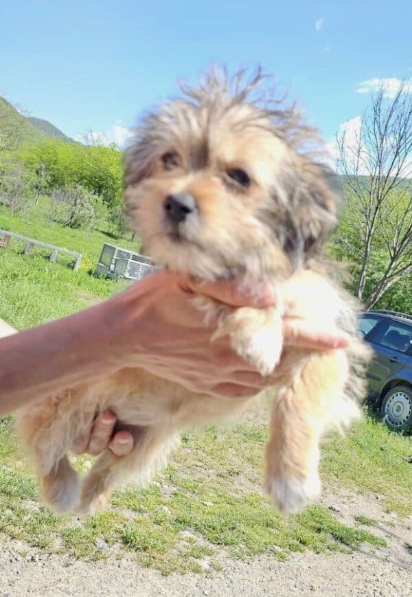 GIPSY (♀) - auf PS im PLZ Bereich 92 (JW) - reserviert – Bild 4