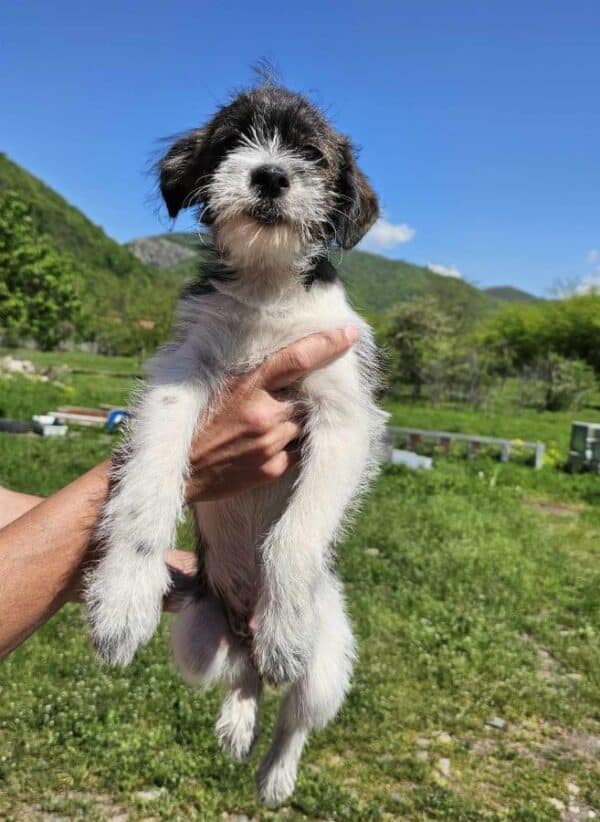 PIPPO (♂) - reserviert - MD 8.5.24 – Bild 8