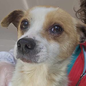 FRITTE (♂) - ausgereist zu Tiere in Not Odenwald e.V. (PM)