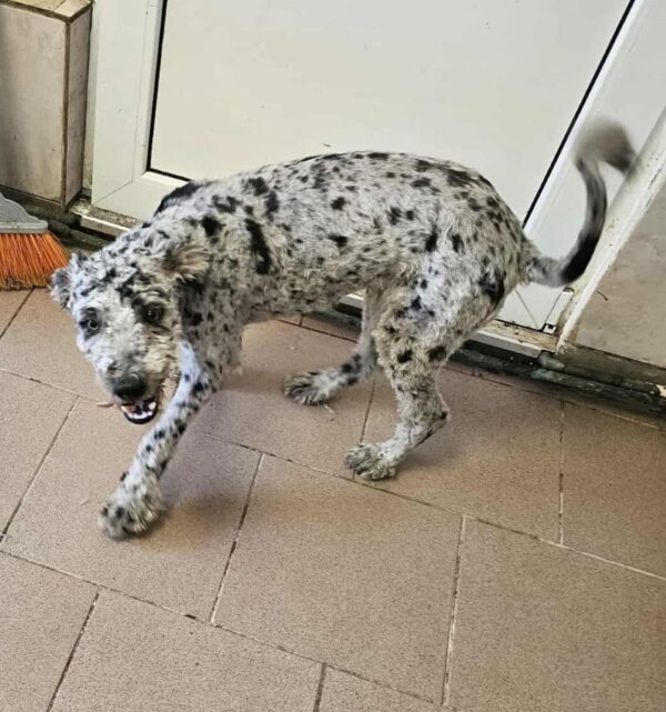 PIERROT (♂) - ausgereist zu Step by Paw (AL) – Bild 4
