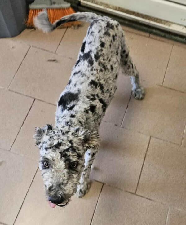 PIERROT (♂) - ausgereist zu Step by Paw (AL) – Bild 5