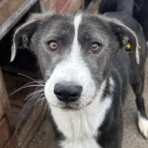 MIKLAS (♂) - sehr dünn