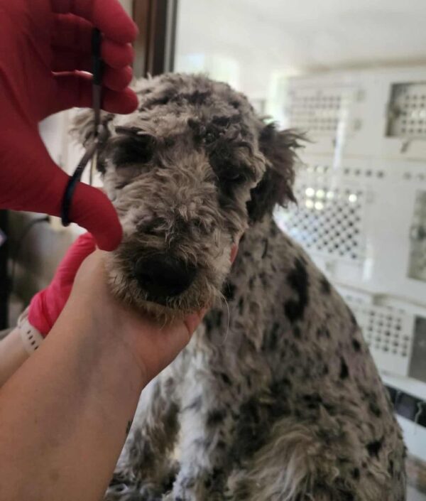 PIERROT (♂) - ausgereist zu Step by Paw (AL) – Bild 2