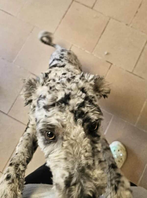 PIERROT (♂) - ausgereist zu Step by Paw (AL) – Bild 6