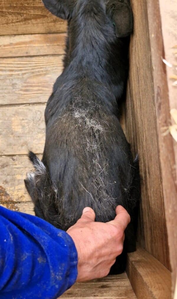 INGRI (♀) - ausgereist zu Tiere in Not Odenwald e.V. (PM) – Bild 3