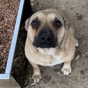 EDU (♂) - viel zu dick (11/25)