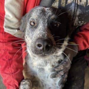 MEGGI (♀) - NOTFALL - Zaunkletterin (11/25)