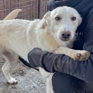 CARAMELLA (♀) (Bianca)