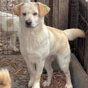 ELIYAH (♂) - wird unsicher