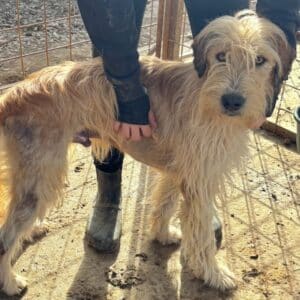 FUZZI (♂) - Notfall - Beissopfer, Hautprobleme, viel zu dünn